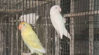 Albino red eyes parblue Pestal Ino working creamino albino red eyes pestal Ino love Bird commercial [upl. by Liv]