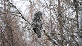 Great Grey Owl eating a vole [upl. by Yila]