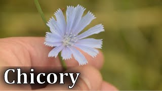 Common Chicory Identification  Cichorium intybus [upl. by Elenore]