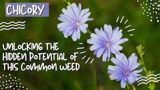 Chicory  Unlocking the Hidden Potential of Chicory [upl. by Aenneea256]