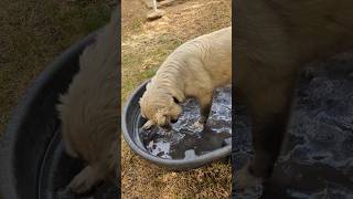 Water dog akbash dog dogwater dogpool dogbath pumpkinsevenmonthdogsplashingdogplayingwater [upl. by Cl831]