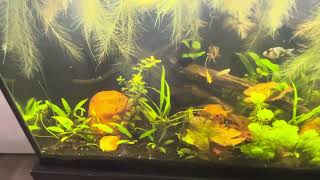 Update on Fancy Goldfish Planted Tank [upl. by Wiggins]