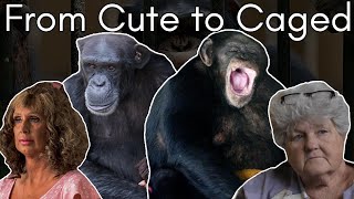 Chimp Queens The Illegal Dark Side to Pet Chimpanzees  Cid Dwyer [upl. by Eyk]