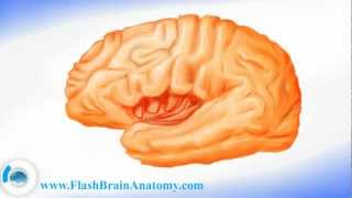 Brain Anatomy And Lateral Brain Cortex [upl. by Choo]