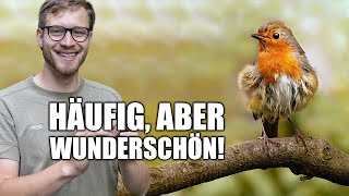 Das Rotkehlchen  Beliebt und unverwechselbar [upl. by Acsisnarf]