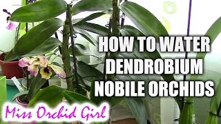 How to water Dendrobium Nobile orchids  Tips for healthy orchids [upl. by Volpe]