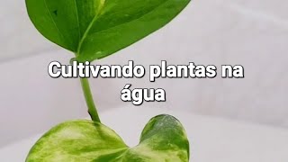 Como cultivo minhas plantas na água [upl. by Iover660]