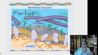 glycolipids [upl. by Ran53]