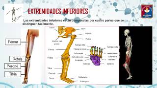 Huesos de las extremidades superiores e inferiores [upl. by Leaw]