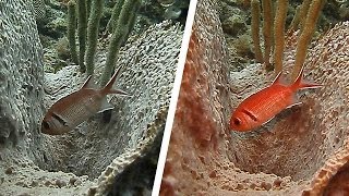 WITH and WITHOUT Sea Dragon 2000 Light Comparison  Squirrelfish in Carriacou  SeaLife [upl. by Latsryk]