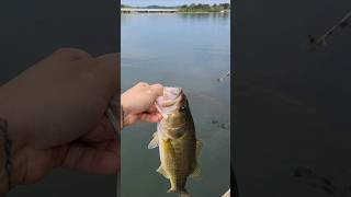 Spook Fishing Lake Lanier Largemouth in September [upl. by Ogilvie]