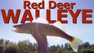 How To Catch WALLEYE in Red Deer  FaZe Timid Fishing [upl. by Ainslee]