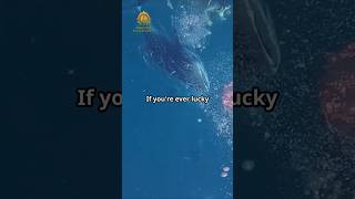 Whale Sharks Gentle Giants of the Ocean [upl. by Anahpets]