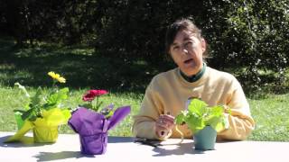 How to Cut Back Gerbera Daisy Leaves  Gerbera Plant Care [upl. by Nnaael]