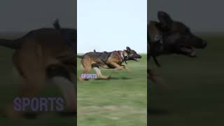 GERMAN SHEPHERD DOGS TRAINING AND SOCIALIZATION [upl. by Macguiness]