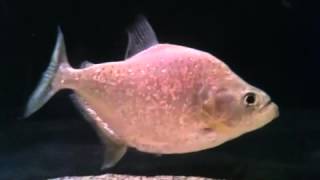 Marginatus Piranha Rare [upl. by Natsirc500]