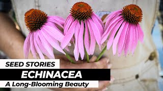 SEED STORIES  Echinacea A LongBlooming Beauty [upl. by Lohse760]