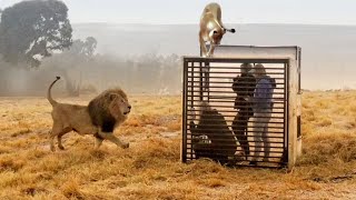 INCRÍVEL  Encontros loucos entre humanos e animais selvagens na natureza [upl. by Leiru]