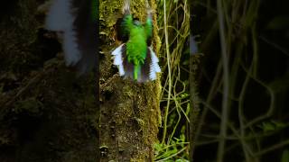 Resplendent Quetzal The Enchanting Jewel of the Rainforest birds [upl. by Oesile]