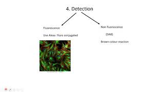 DAB stainingImmunostaining [upl. by Joris560]