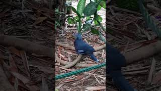 Beautiful cute blue bird 2 November 2024 [upl. by Eibbob181]