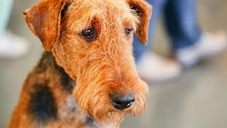 Airedale Terriers Good Guard Dogs [upl. by Barcus]