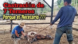 Castración de Terneros para el Engorde Cómo se Hace y Porque es Necesario [upl. by Kawai]