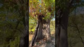 🌰 Chestnut Season in Andalucía 🌰 [upl. by Ariajay]