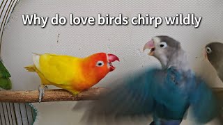 Why do love birds chirp wildly [upl. by Ajssatan]