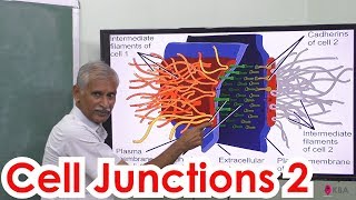 9Zoology  Tissue level Organisation  Cell Junctions 2 [upl. by Emmeram]