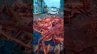 Freshly caught bairdi crab Dutch harbor Alaska [upl. by Zippora]