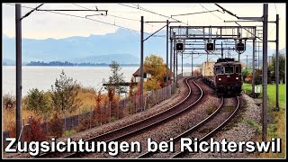 Wunderbare morgendliche Zugsichtungen bei Richterswil am Zürichsee [upl. by Brigg]