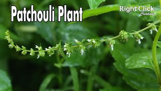 Patchouli Plant  Patchouli Oil  Patchouli Fragrance  Patchouli Flower  What is Patchouli [upl. by Brod]