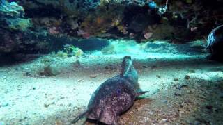 Diving Busselton Jetty is amazing [upl. by Uzia]