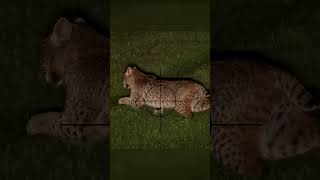 Hunting Bobcats at Night Sniper Rifle One Shot Takedown hunting bobcat mrahery [upl. by Warton]