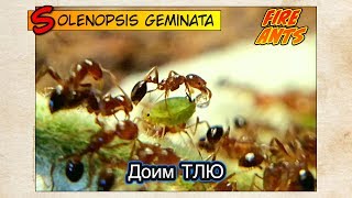 ОГНЕННЫЕ МУРАВЬИ доят ТЛЮ  FIRE ANTS Solenopsis geminata [upl. by Animaj]