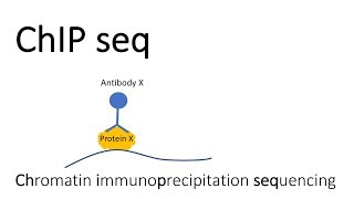 ChIP seq  Chromatin Immunoprecipitation sequencing [upl. by Nnelg]