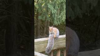 Itchy and scratchy show 👀 squirel wildlife [upl. by Ahsikam]