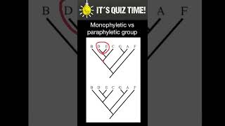 Monophyletic vs Paraphyletic groups [upl. by Akessej]