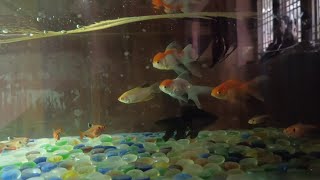 Serpae tetras and Goldfish Aquarium [upl. by Hannazus]