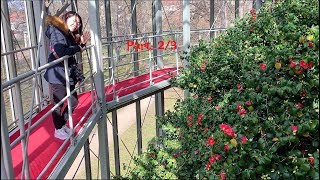 Castle Park and Pillnitz camellia  Germany March 2017  Part 23 [upl. by Filmer]