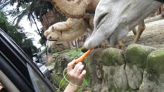 Taman Safari Indonesia Puncak Bogor  15 November 2014  PART 3 [upl. by Darsey]