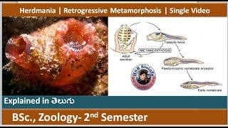 Herdmania  Retrogressive Metamorphosis  Urochordata  Single Video HSR Bioinfo [upl. by Neema]