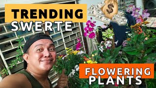 TRENDING LUCKY FLOWERING PLANTS TODAY  PLANT CARE TIPS amp SYMBOLISM [upl. by Gardia286]