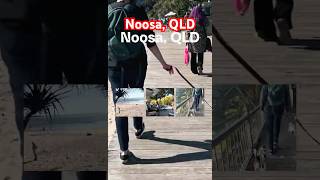 HIGHLIGHTS Noosa QLD queenslandtourism dogfriendlyadventures noosa qld [upl. by Chery877]