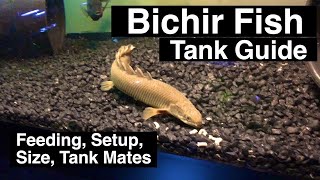 Senegal Bichir Care Guide  Feeding amp Size [upl. by Aloibaf936]