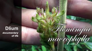 Apa apa Flemingia macrophylla  part 1 [upl. by Adnirak680]