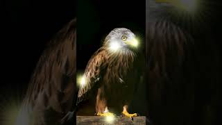 Le cri de laigle qui vous fera FRISSONNER  🦅 Aigle qui glatit  Cry of the eagle  Eagle sounds 🔊 [upl. by Sucramaj148]