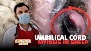 Umbilical Cord Myiasis in Sheep Diagnosis Treatment amp Prevention  Dr Alam Zeb [upl. by Eilyah161]