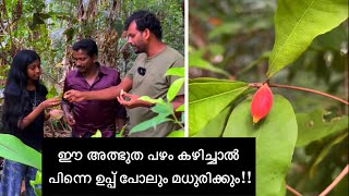 ഈ അത്ഭുത പഴം കഴിച്ചാൽ പിന്നെ ഉപ്പ് പോലും മധുരിക്കും 😱🤩 Miracle fruit [upl. by Wallinga]